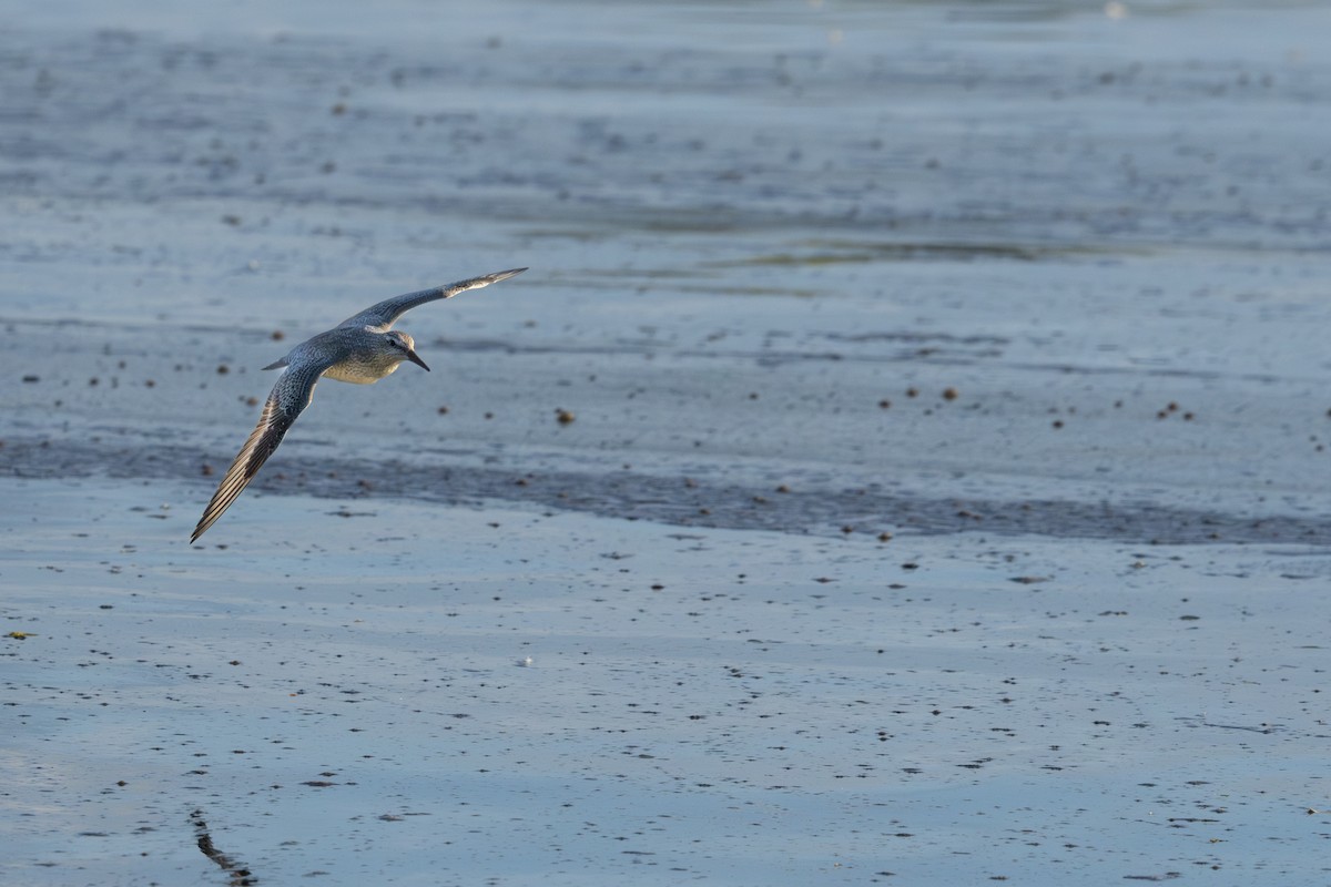 Red Knot - Brad Reinhardt