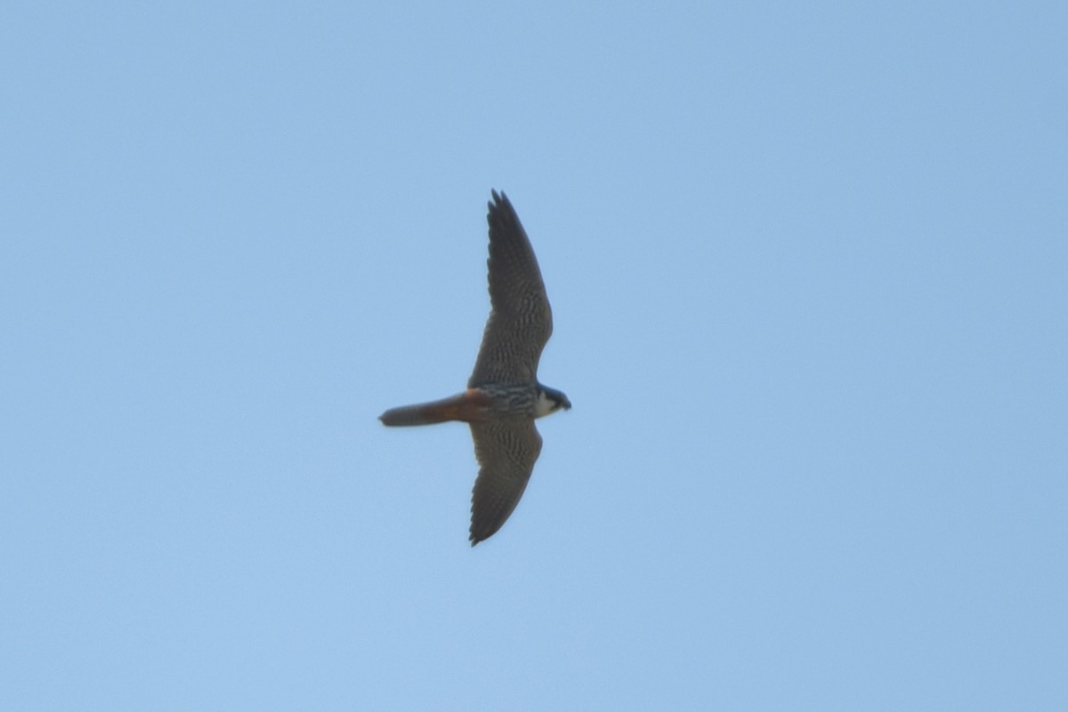 Eurasian Hobby - ML623551641