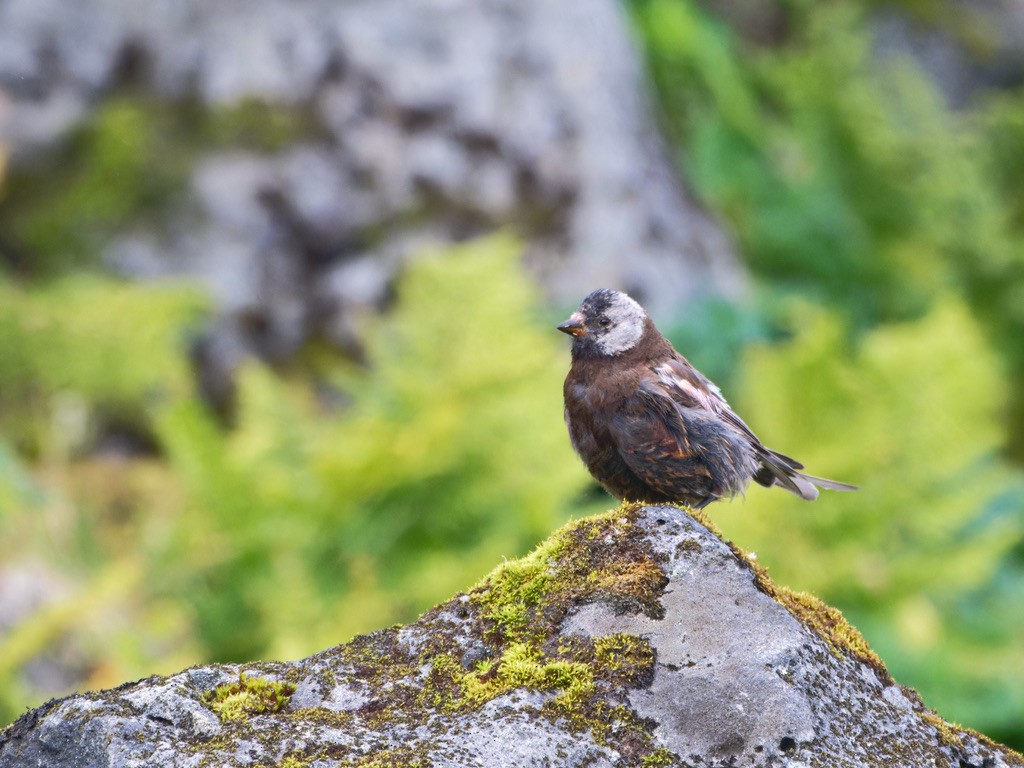 Gray-crowned Rosy-Finch (Pribilof Is.) - ML623551659