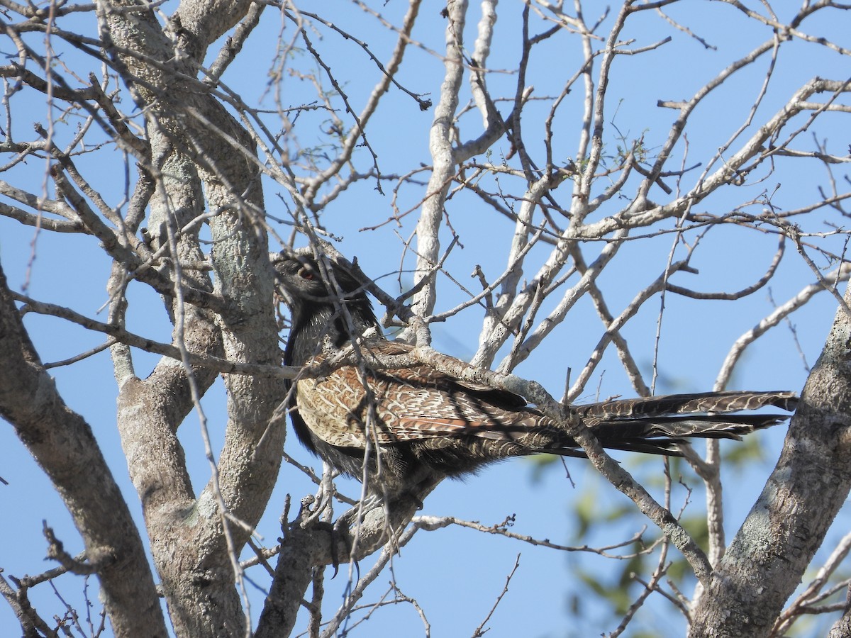 Pheasant Coucal - ML623551746