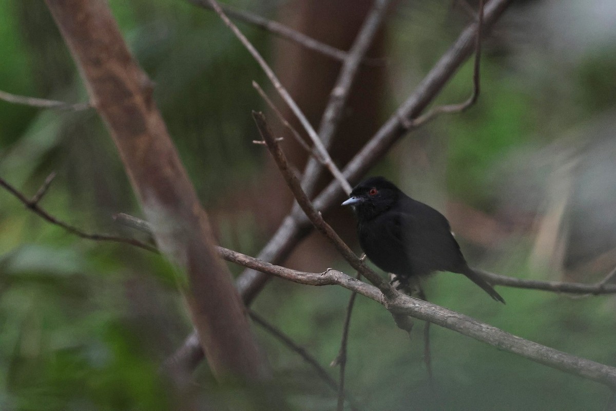 Blue-billed Black-Tyrant - ML623551765