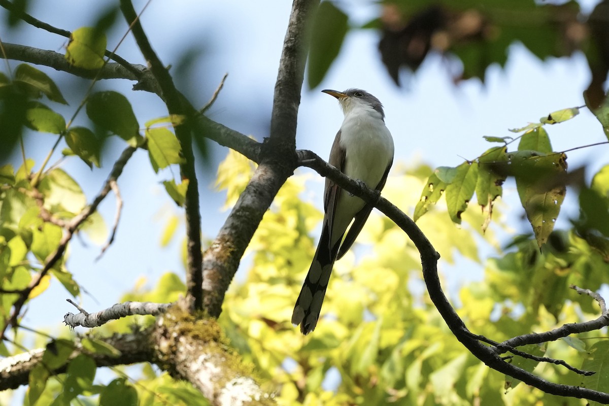 Yellow-billed Cuckoo - ML623551767
