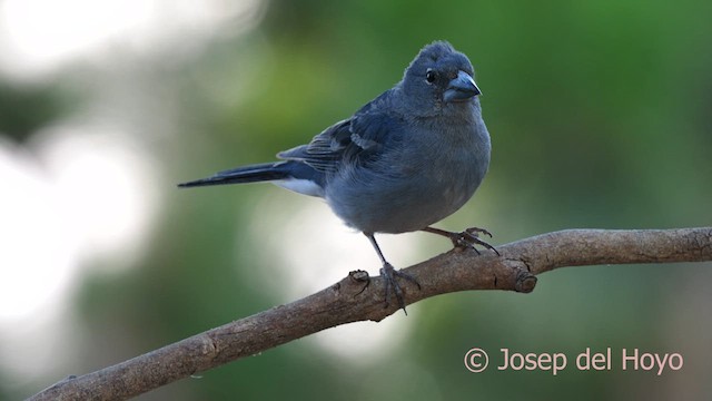 Tenerife Blue Chaffinch - ML623551792