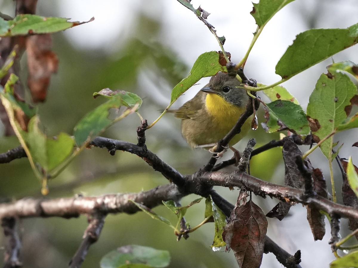Common Yellowthroat - ML623551793