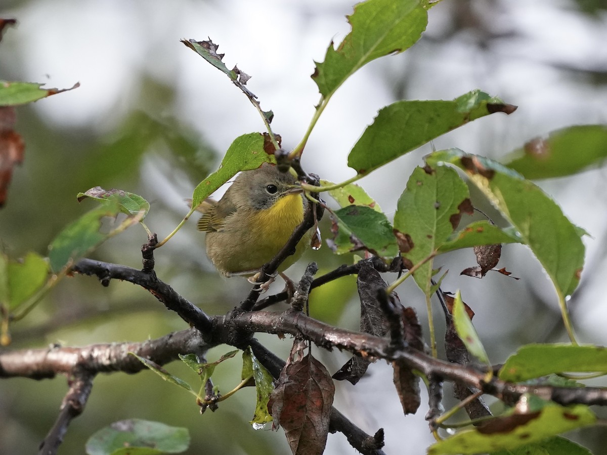 Common Yellowthroat - ML623551794
