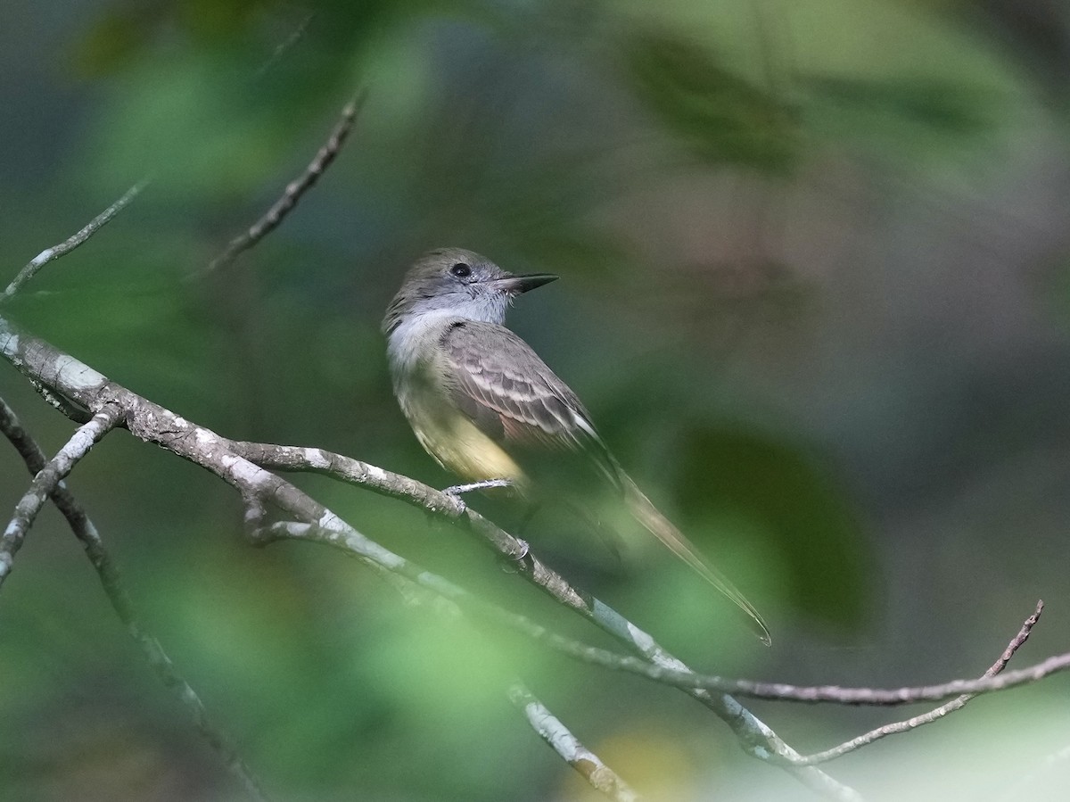 Great Crested Flycatcher - ML623551860