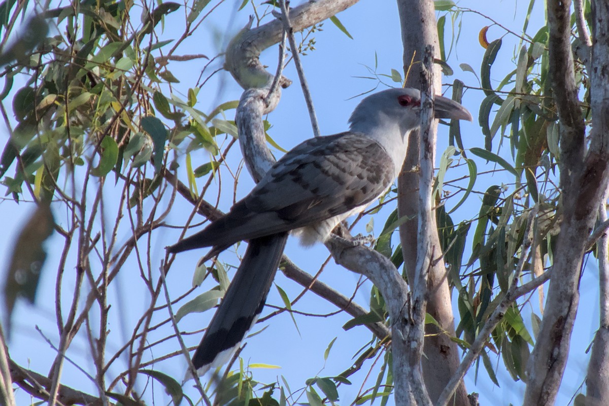 Channel-billed Cuckoo - ML623551886