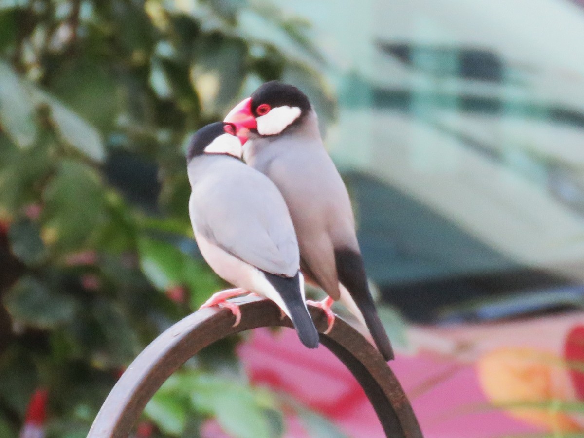 Java Sparrow - ML623551889