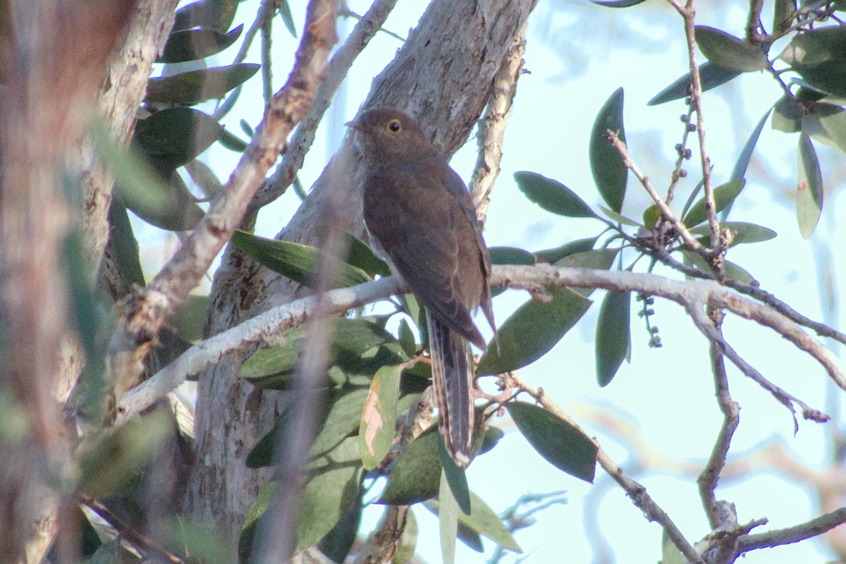 Fan-tailed Cuckoo - ML623551890