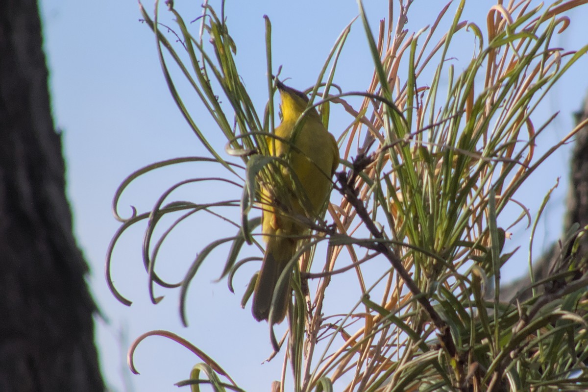 Yellow Honeyeater - ML623551892