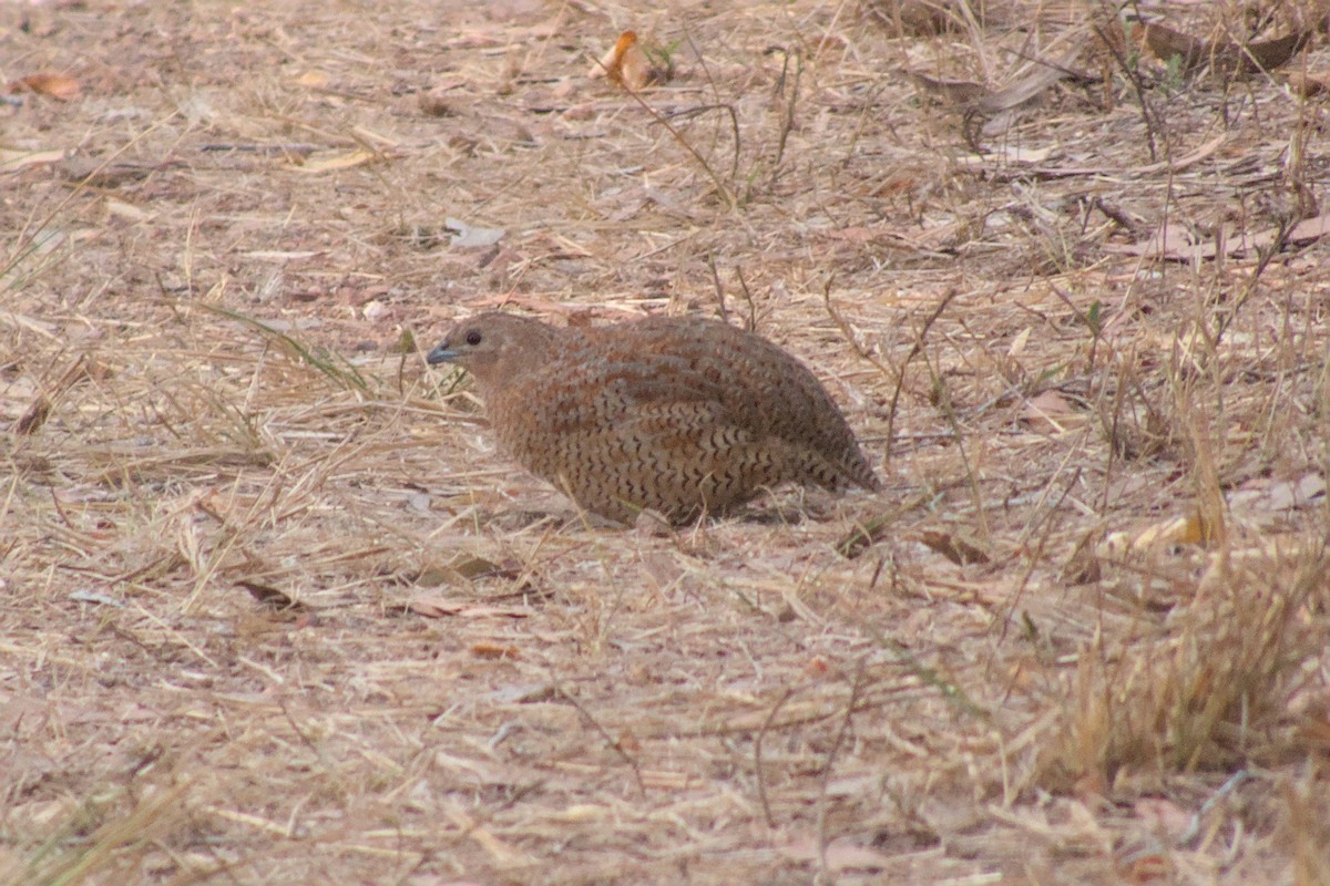 Brown Quail - ML623551927