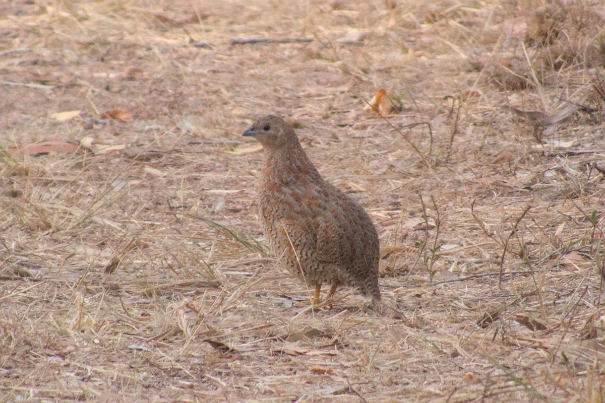 Brown Quail - ML623551928