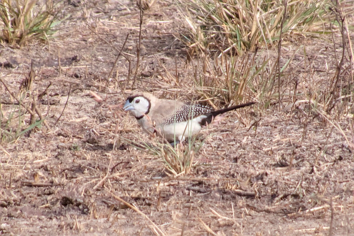 Double-barred Finch - ML623551929