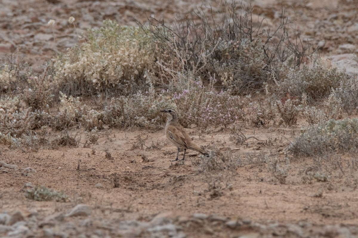 Cinnamon Quail-thrush - ML623551935