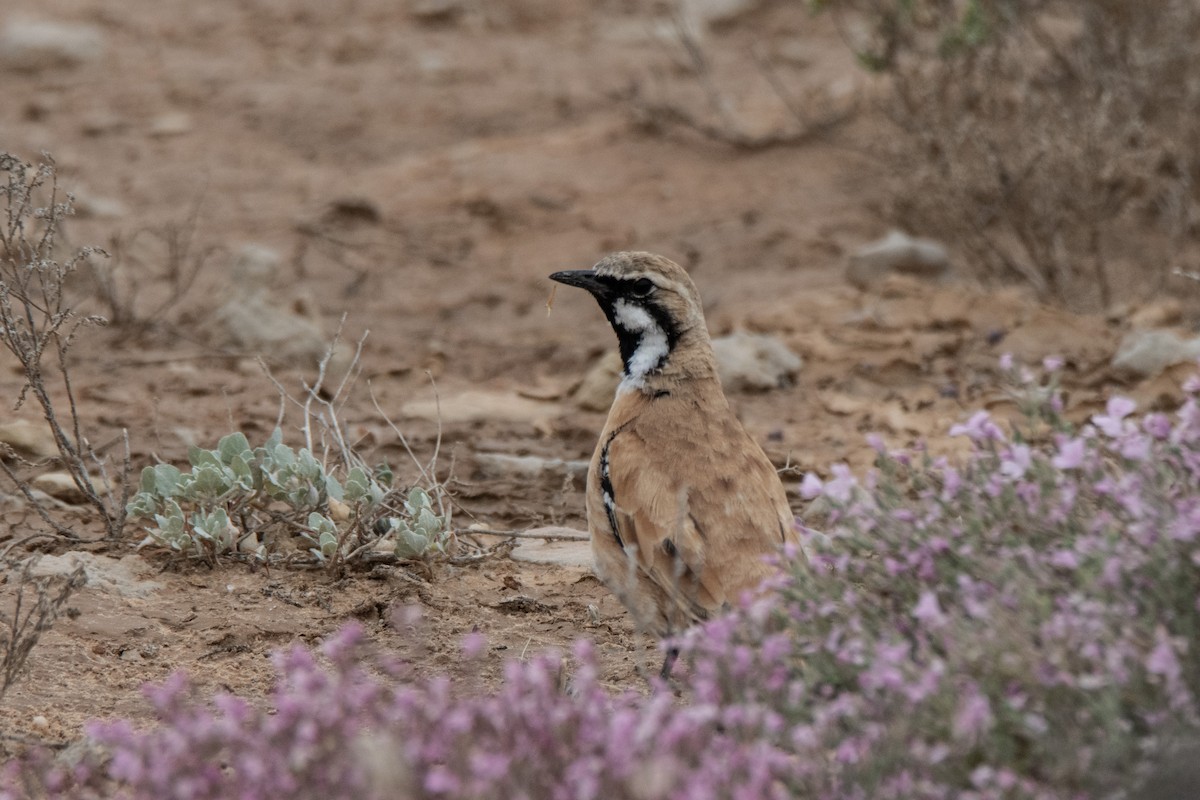 Cinnamon Quail-thrush - ML623551937