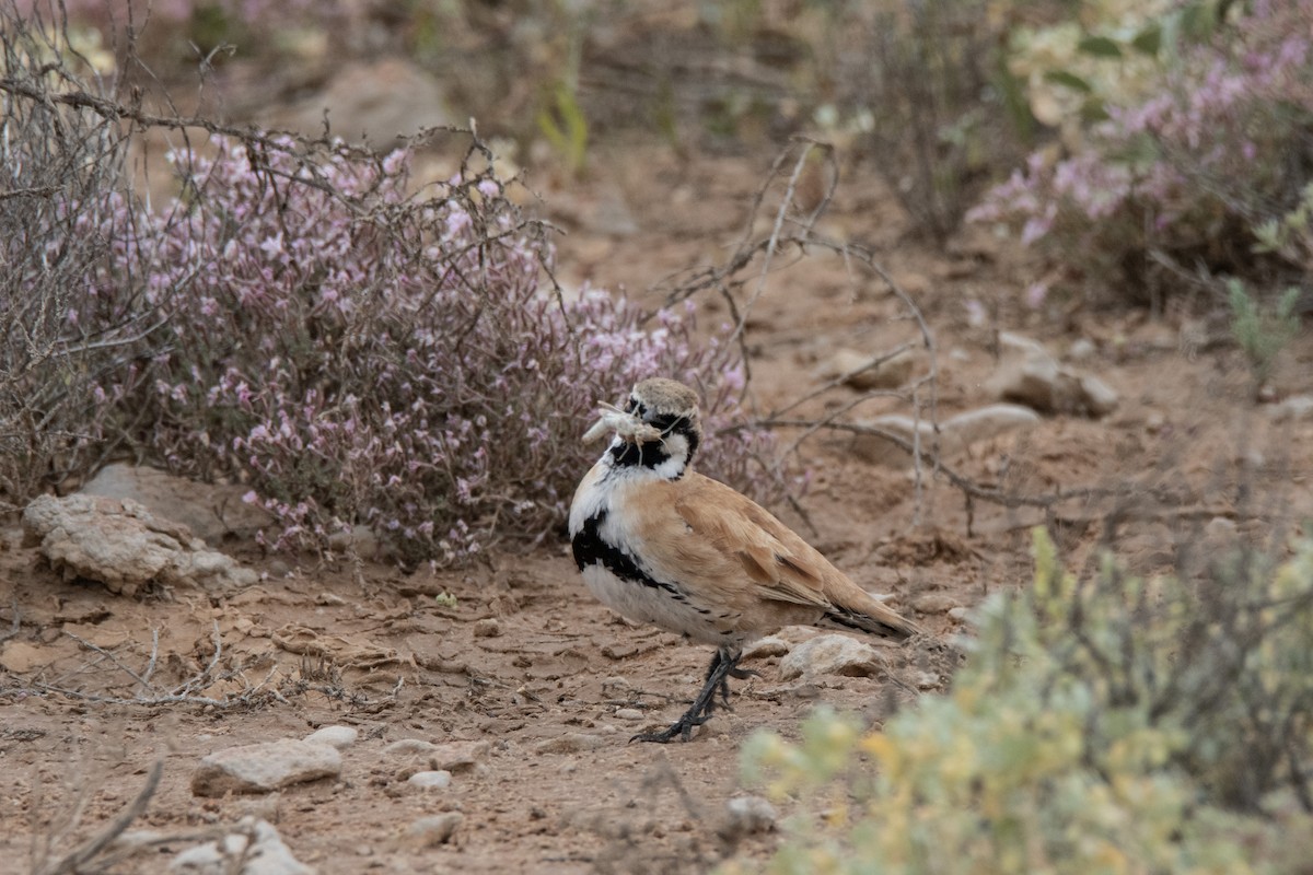 Cinnamon Quail-thrush - ML623551944