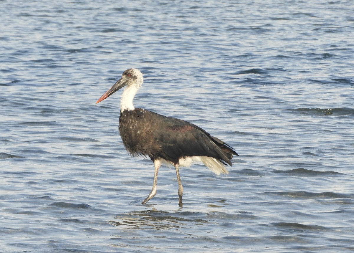 African Woolly-necked Stork - Suhei Castro