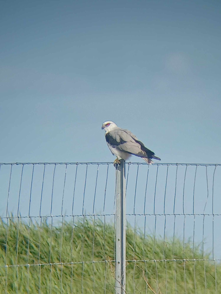 Élanion d'Australie - ML623551972
