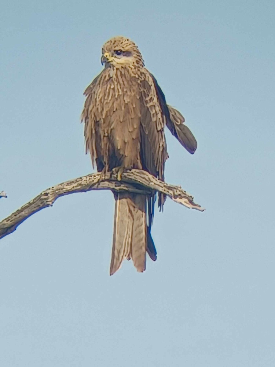 Milan noir - ML623551984