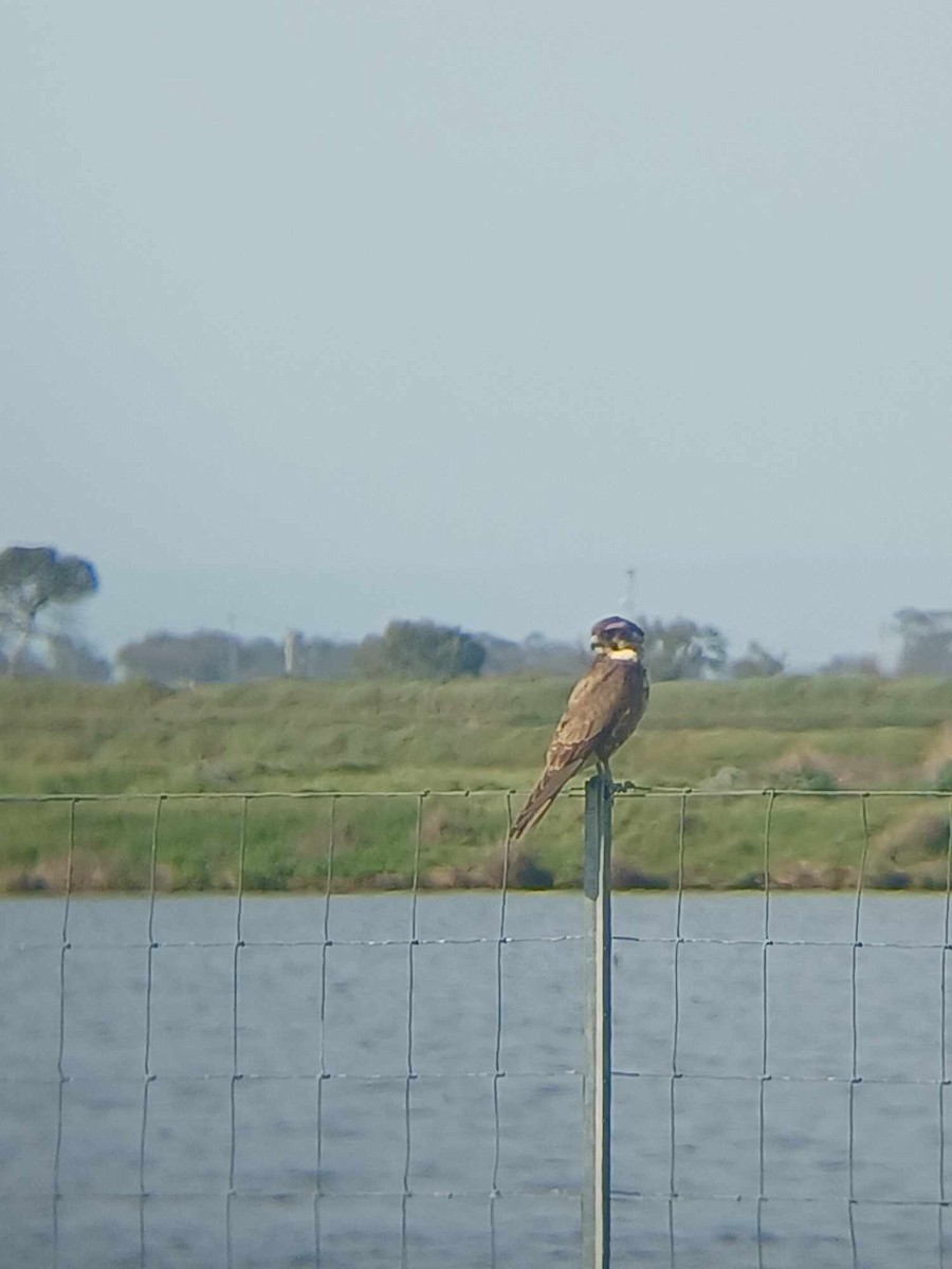 Faucon bérigora - ML623551987