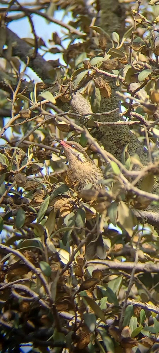 Méliphage à bavette - ML623551991