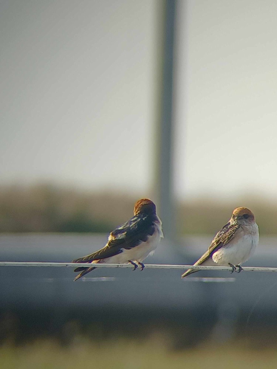 Hirondelle ariel - ML623551993