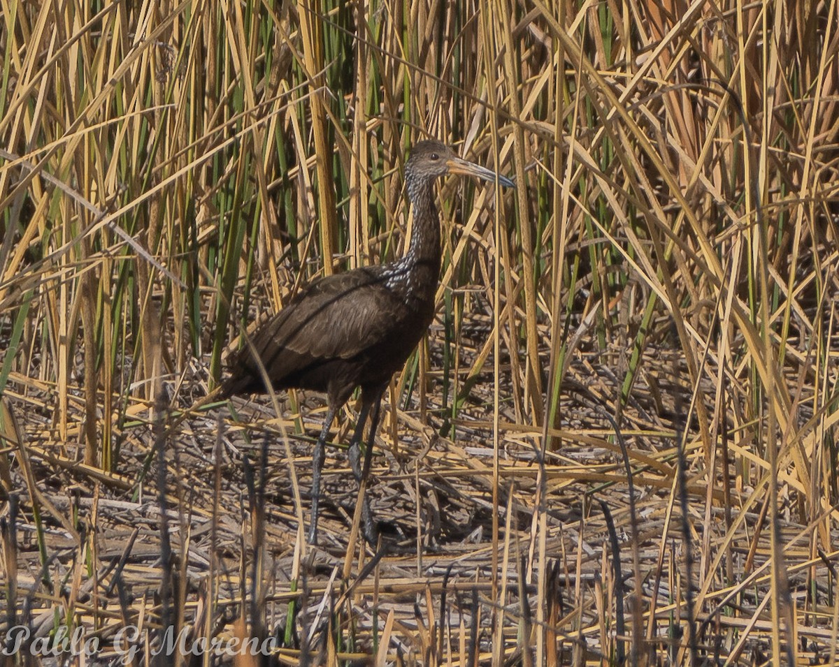 Limpkin - ML623552004