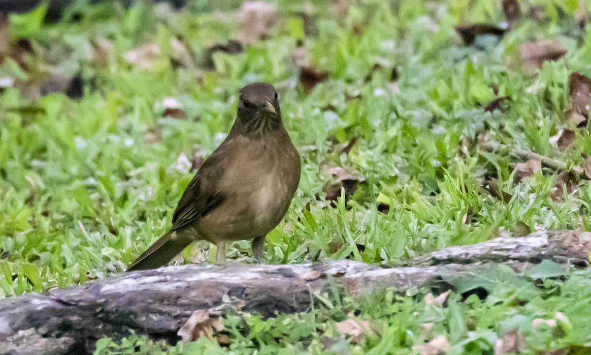 Clay-colored Thrush - Yehiel Engel