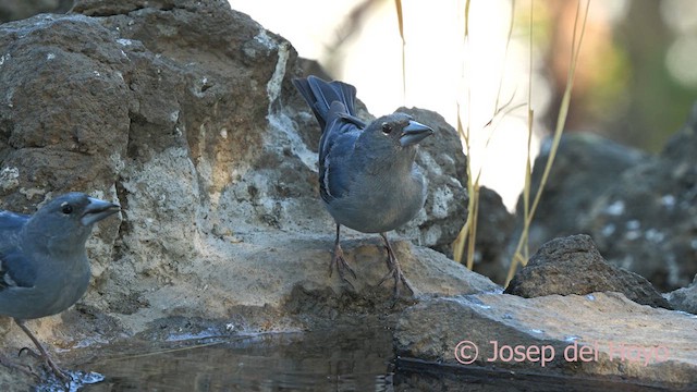 Tenerife Blue Chaffinch - ML623552029
