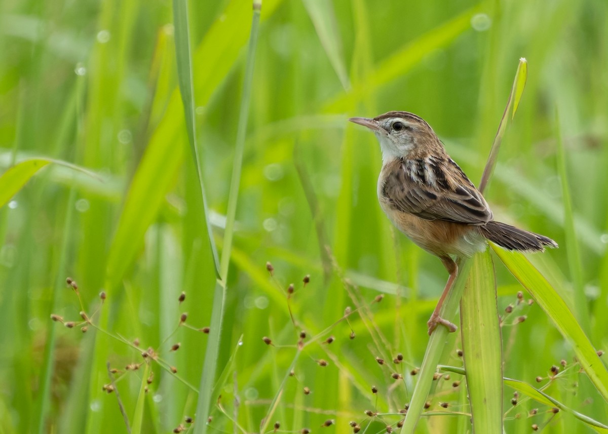 Zitting Cisticola (Double Zitting) - ML623552131