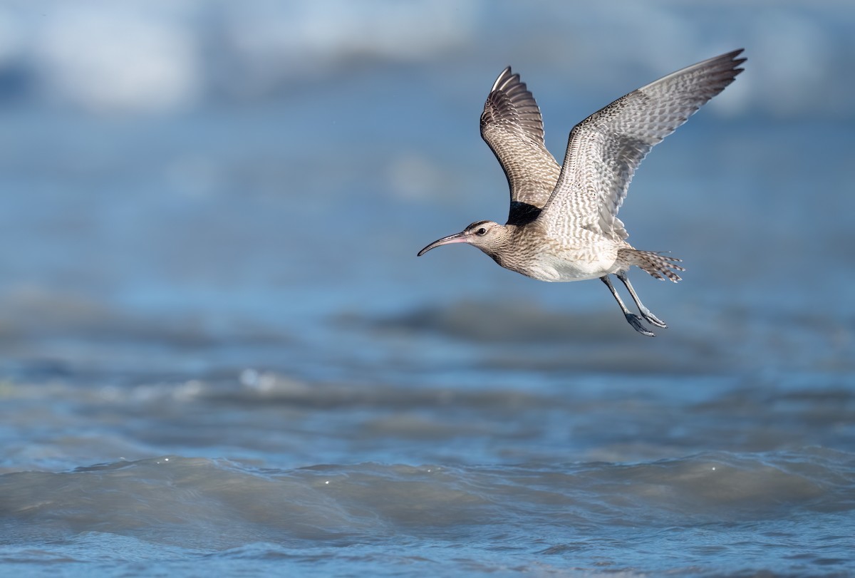 Whimbrel - Rui-Yang Ho