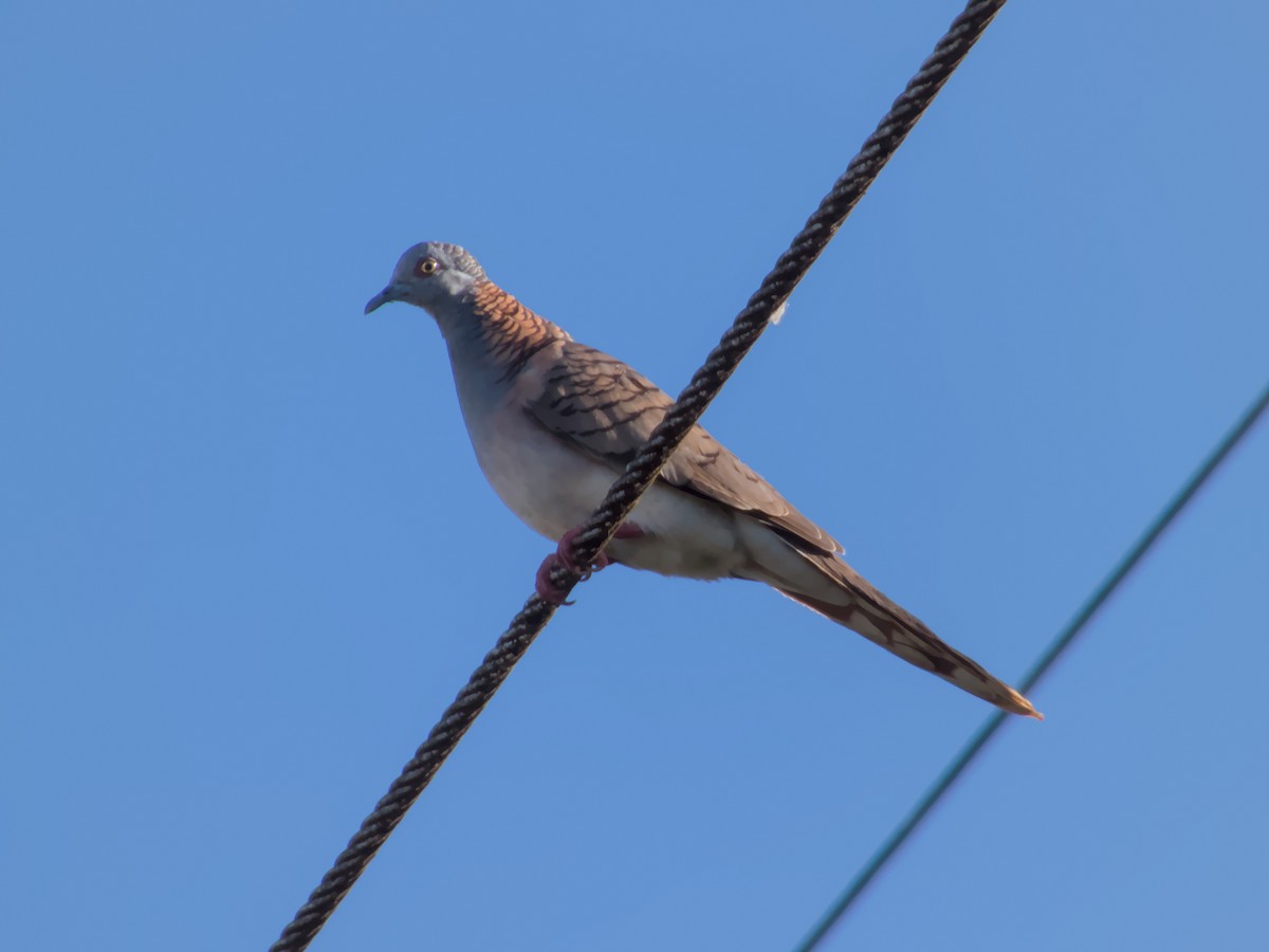 Bar-shouldered Dove - ML623552223