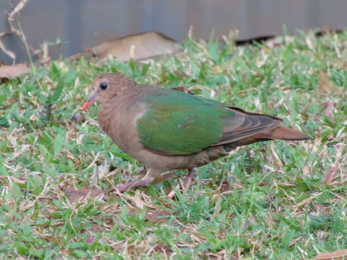 Pacific Emerald Dove - ML623552224