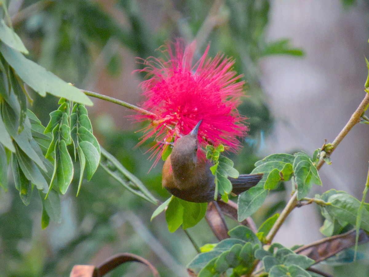 Dusky Myzomela - ML623552232