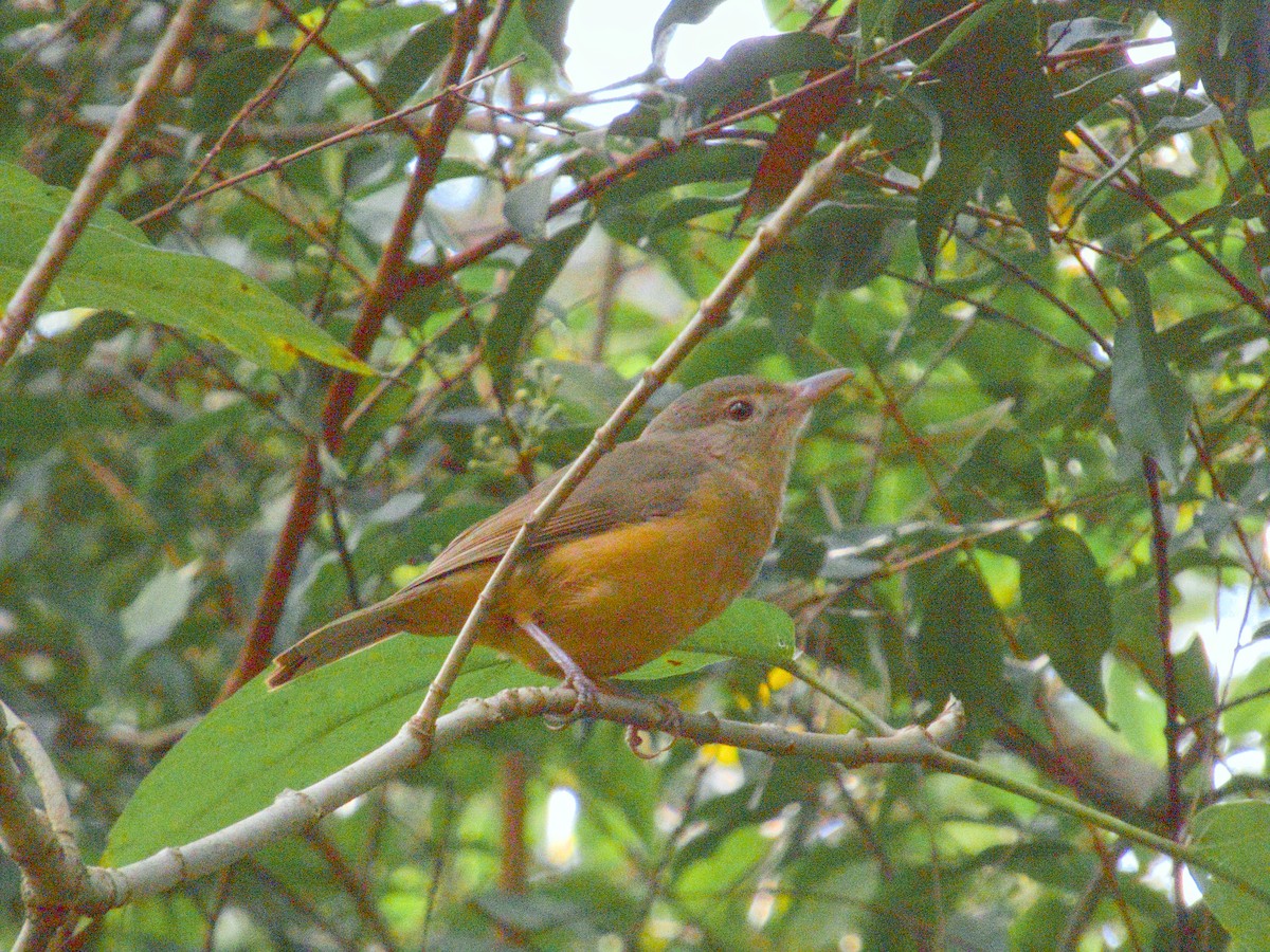 Little Shrikethrush (Rufous) - ML623552263