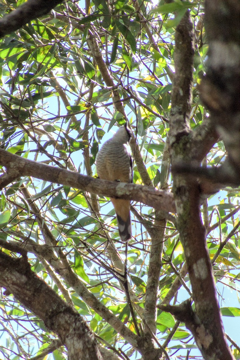 Varied Triller - ML623552271