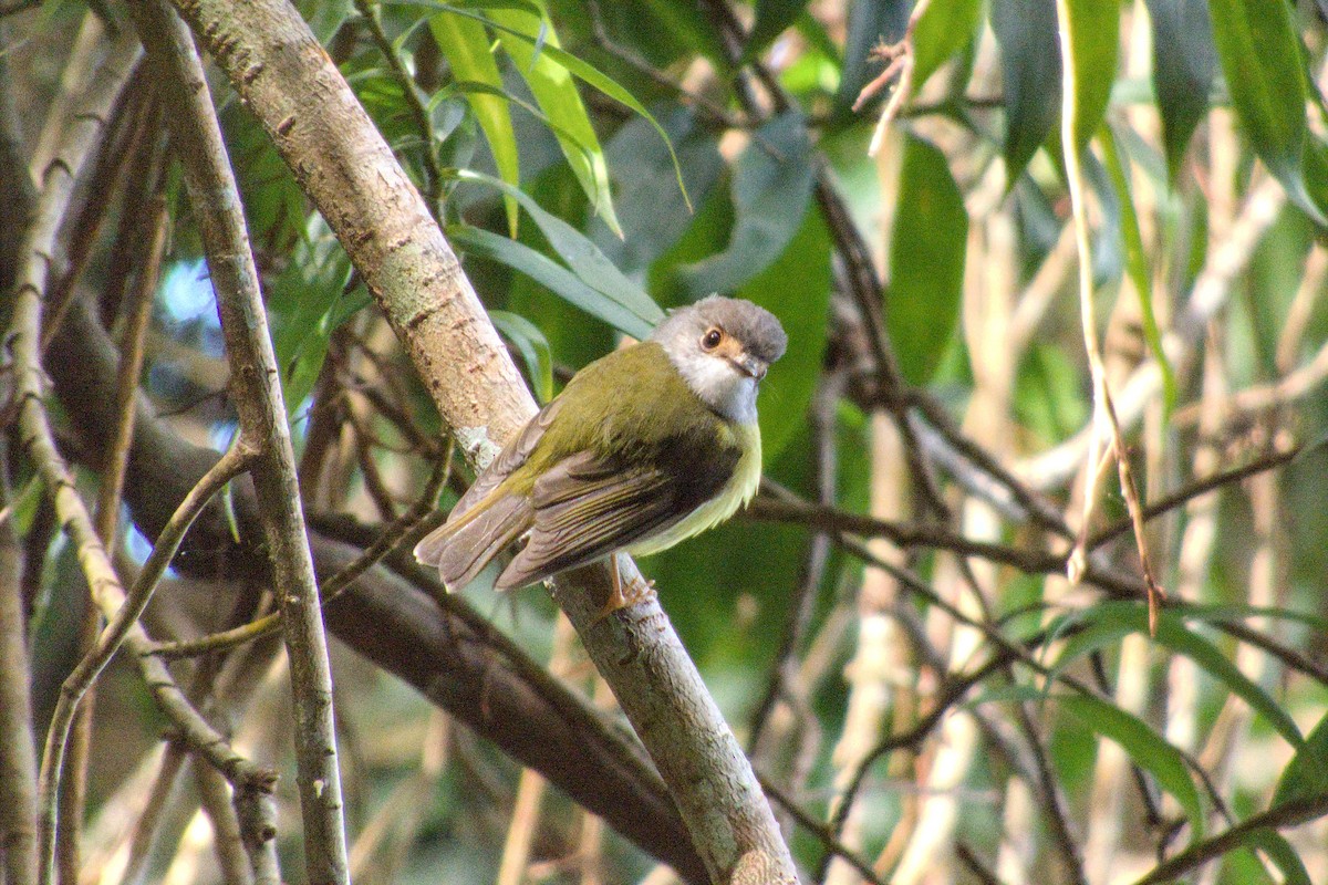 Pale-yellow Robin - ML623552272
