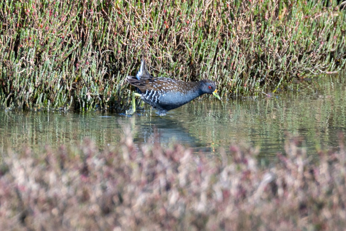 Australian Crake - ML623552278