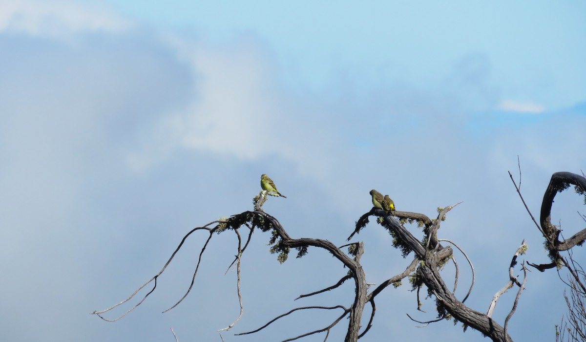 Yellow-fronted Canary - ML623552281