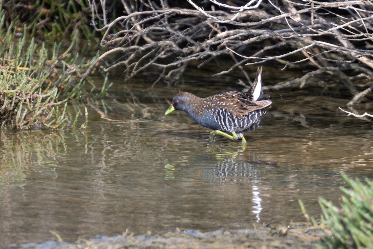 Australian Crake - ML623552285