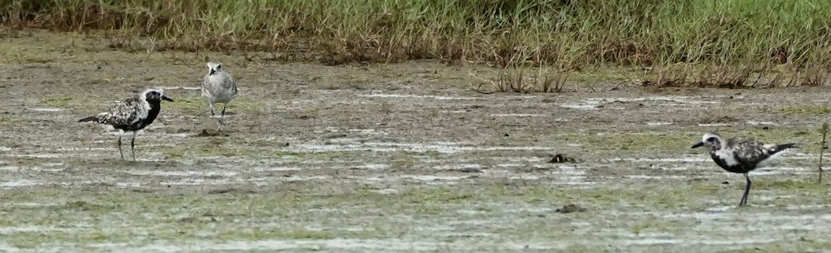 Black-bellied Plover - ML623552368