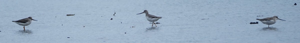 Terek Sandpiper - ML623552372