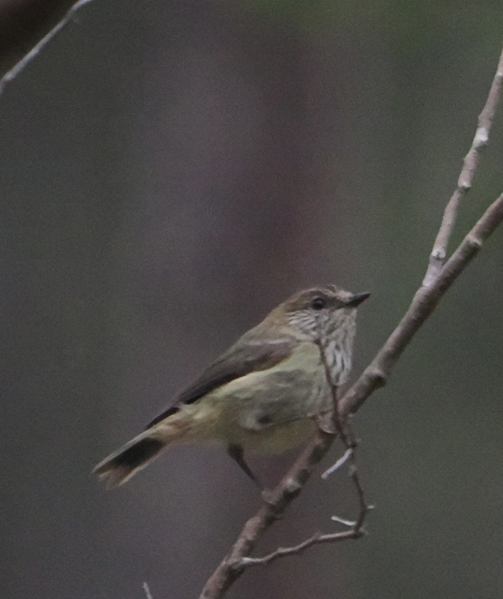 Striated Thornbill - ML623552402