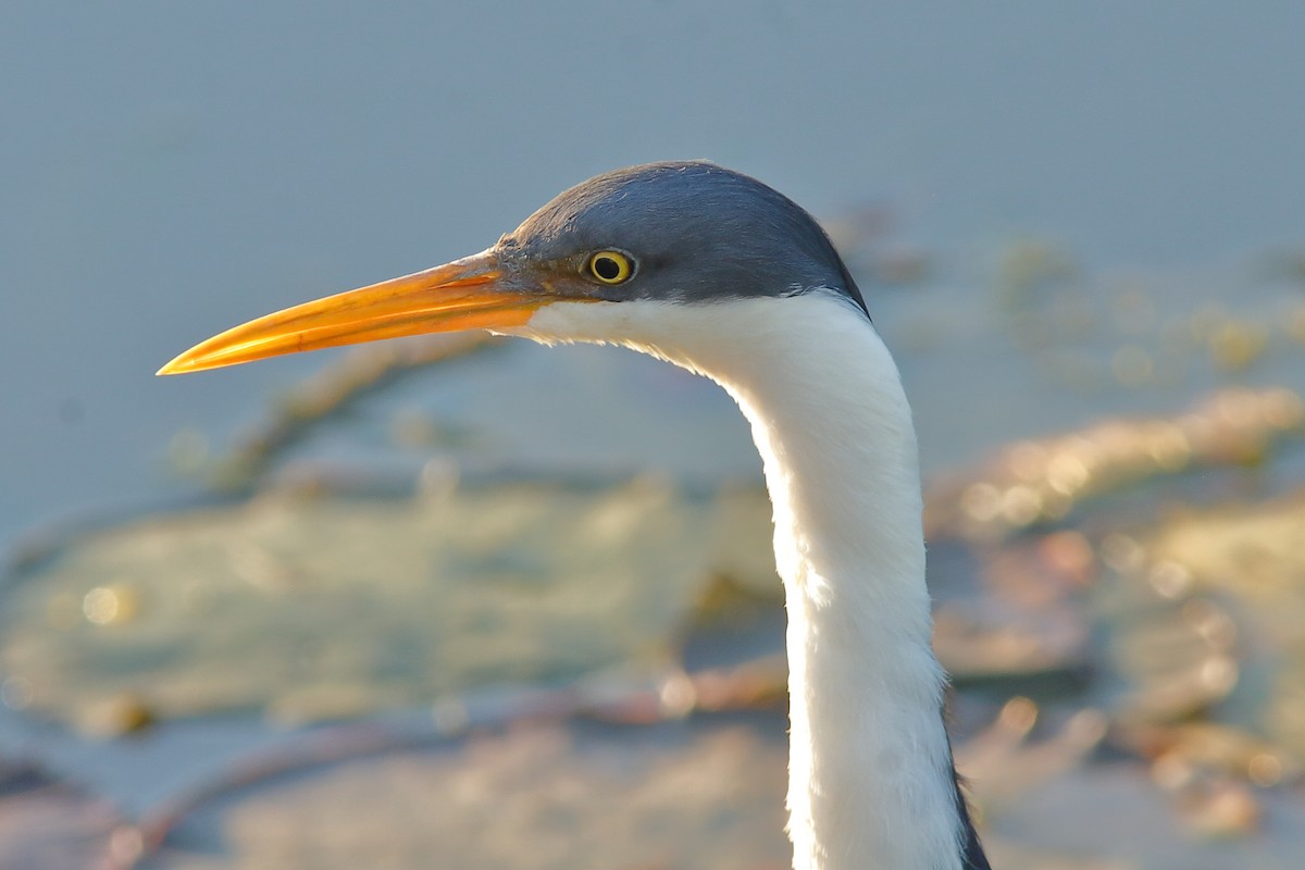 Pied Heron - Rex Matthews