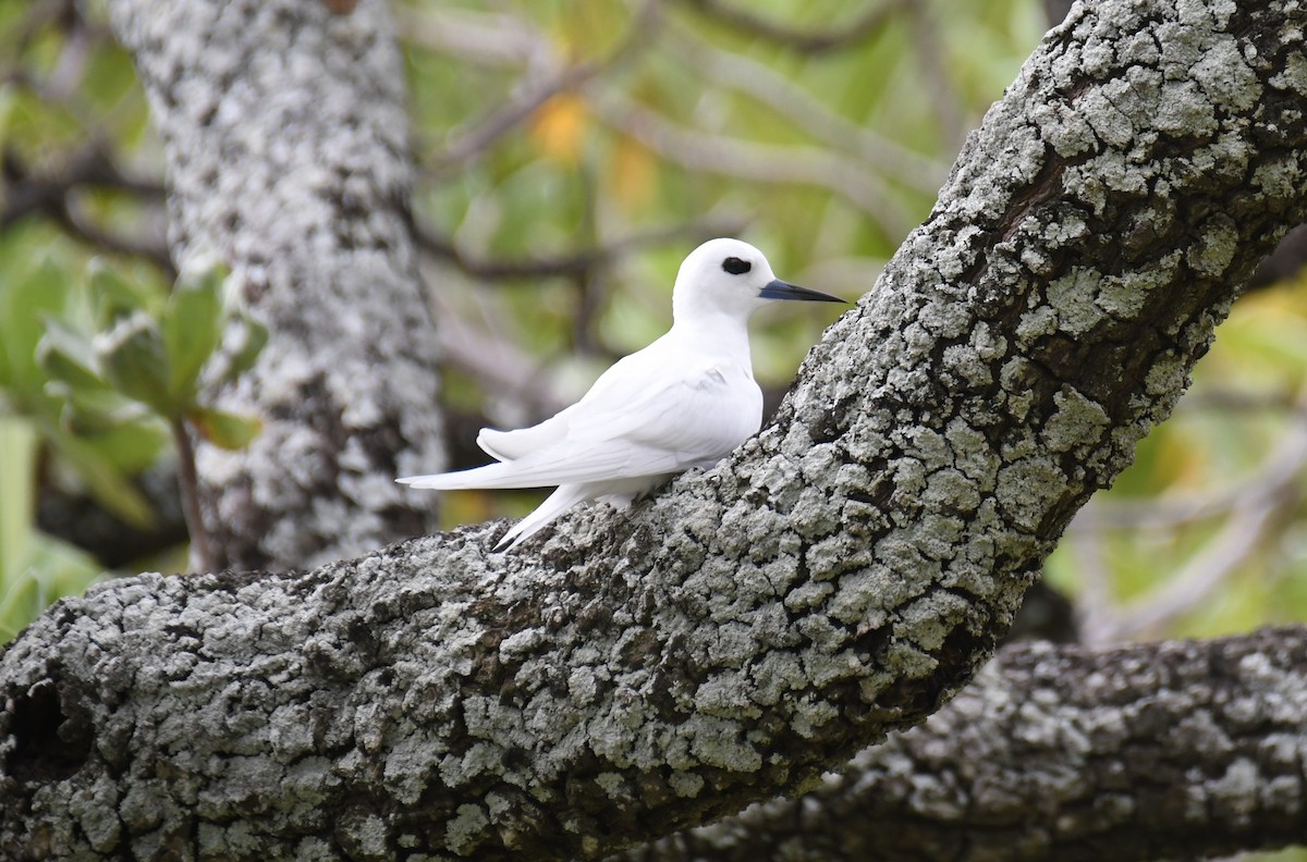 White Tern - ML623552547