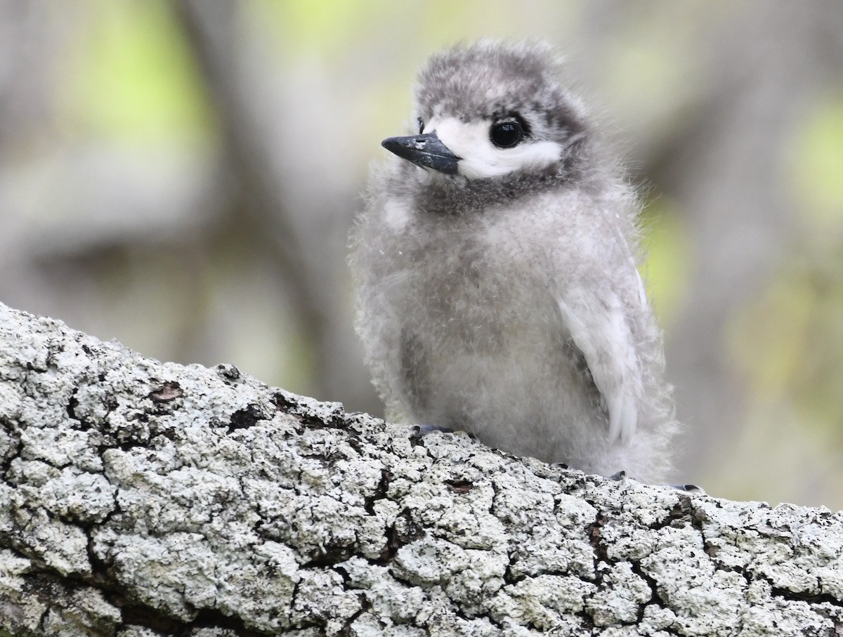 White Tern - ML623552548