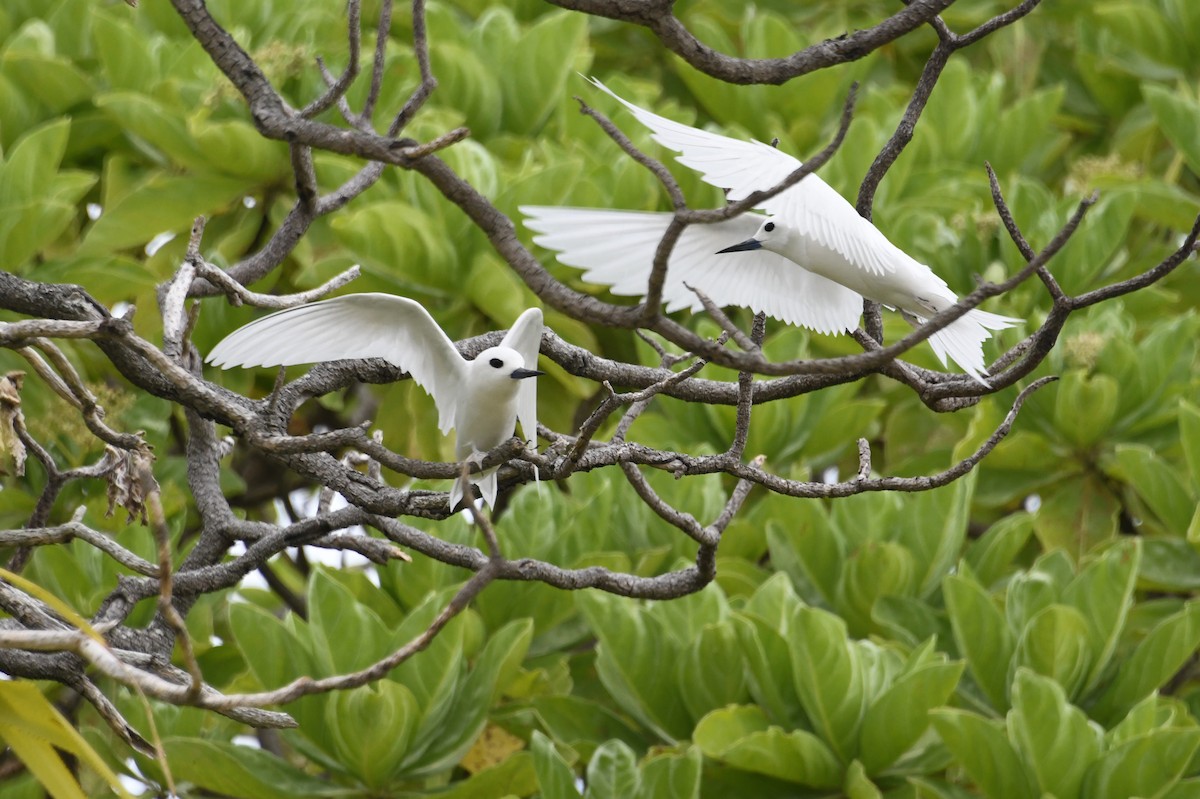 White Tern - ML623552549