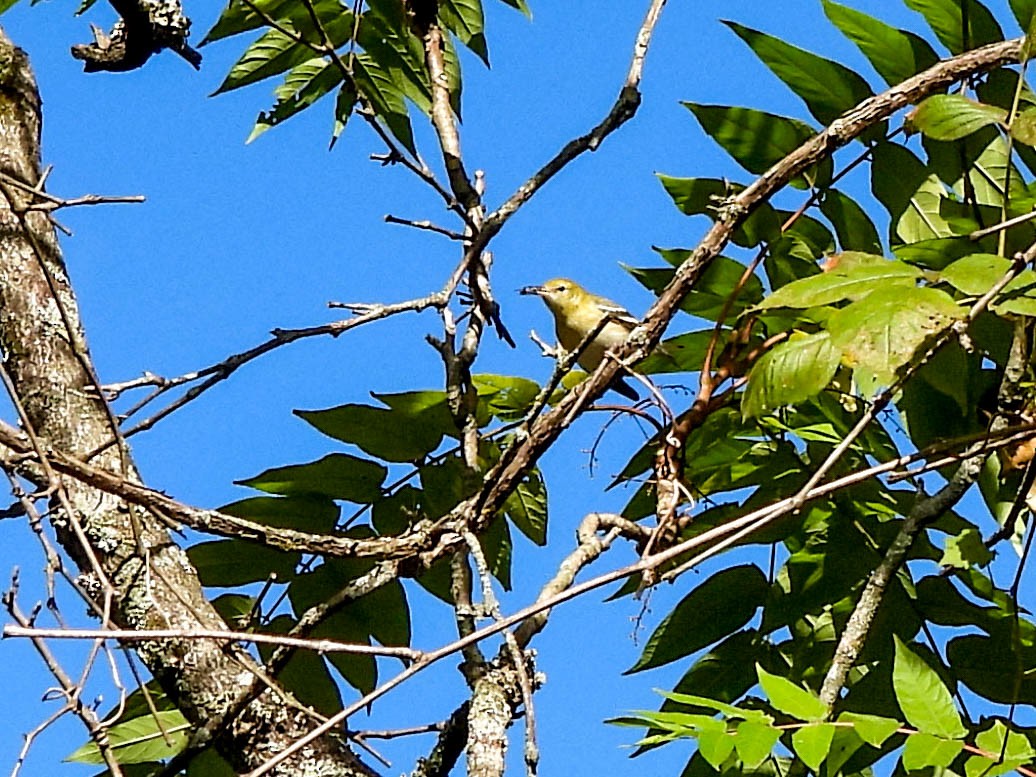Bay-breasted Warbler - ML623552550