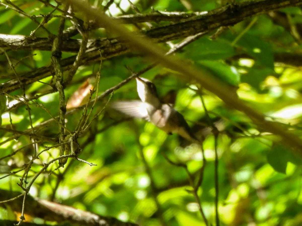 Ruby-throated Hummingbird - ML623552552