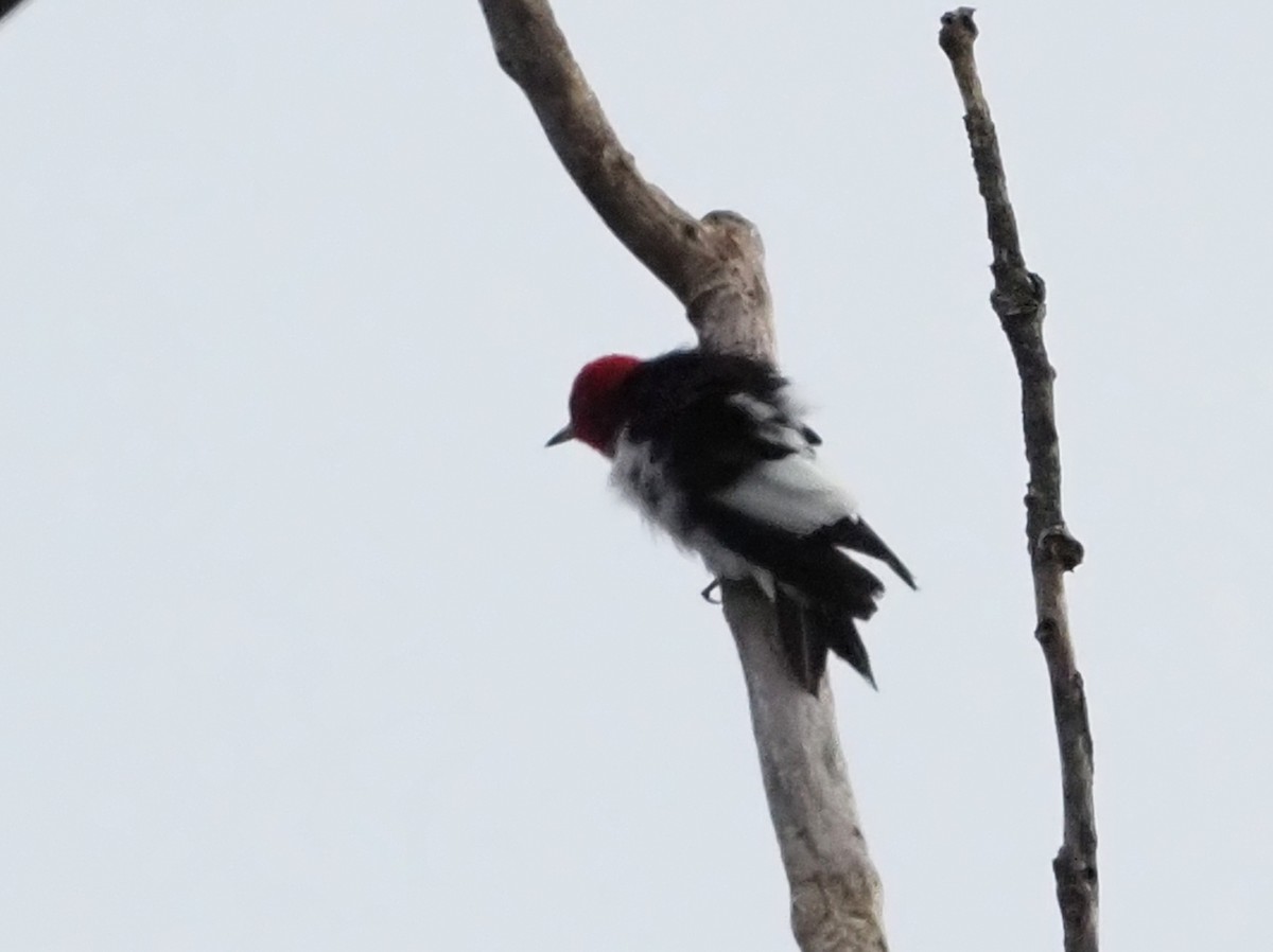 Гіла червоноголова - ML623552662